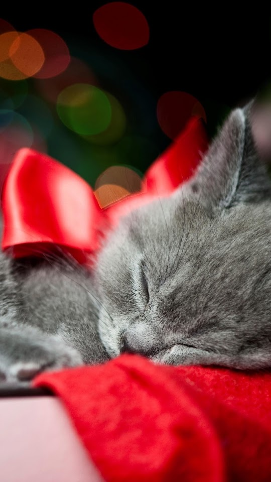 Grey Kitten Red Ribbon Christmas Present Bokeh  Android Best Wallpaper