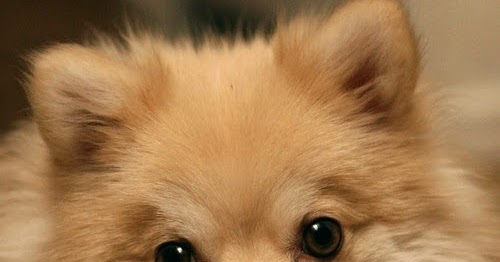 pomeranian personality temperament pomeranian temperament and personality many pomeranian personality temperament pomeranian temperament and personality many