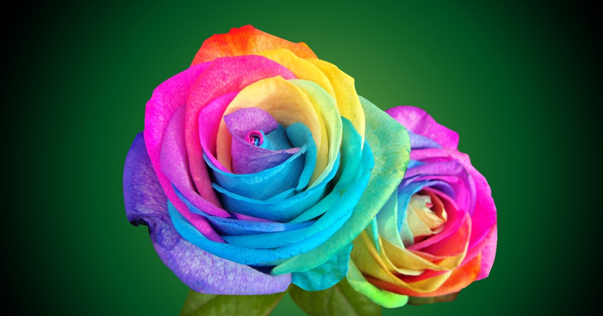 Multicolor Rainbow Roses With Green Leaves Wallpaper Artline Feel