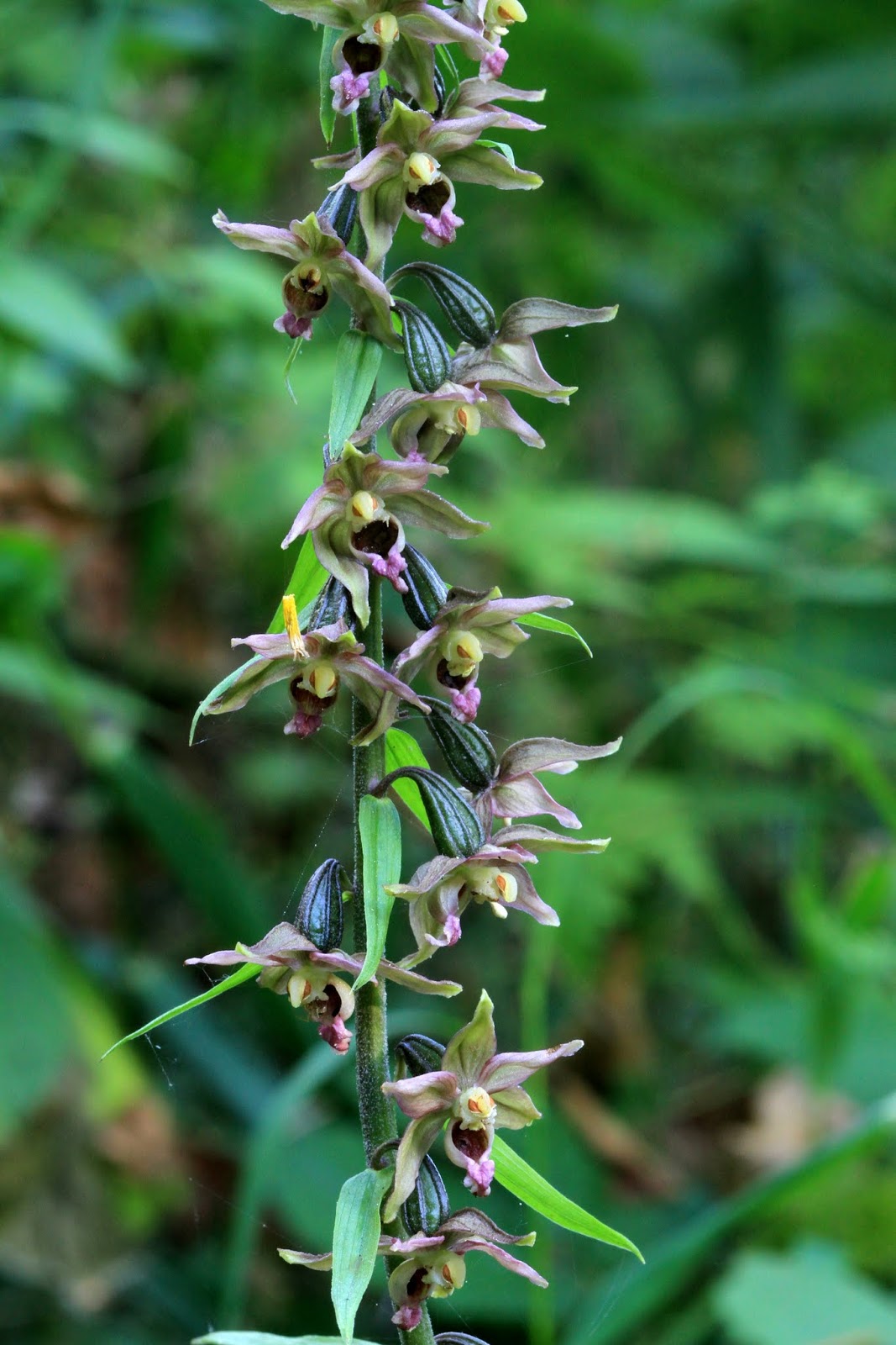 Native Orchids of the Pacific Northwest and the Canadian Rockies July 2013