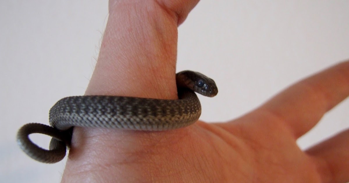 the snake quest bug the snake quest bug