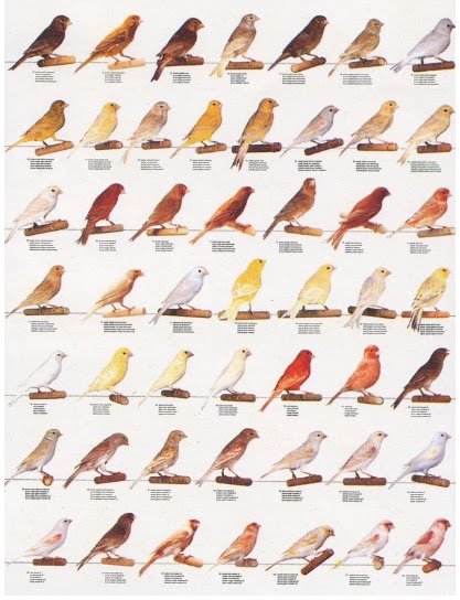 Download suara burung kolibri omkicau