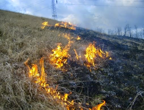 Condiţii prevăzute de lege pentru arderea vegetaţiei uscate