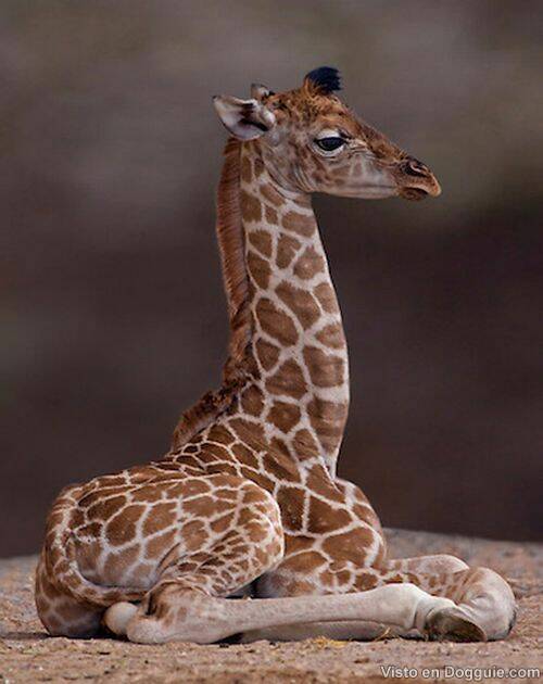 Imagenes Jirafas Bebes | imagenes de jirafas beb 233 s ni 241 as imagui Imagenes Jirafas Bebes | imagenes de jirafas beb 233 s ni 241 as imagui