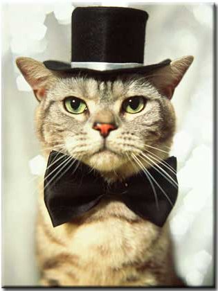 The Cat In A Hat. this is a cat in a hat