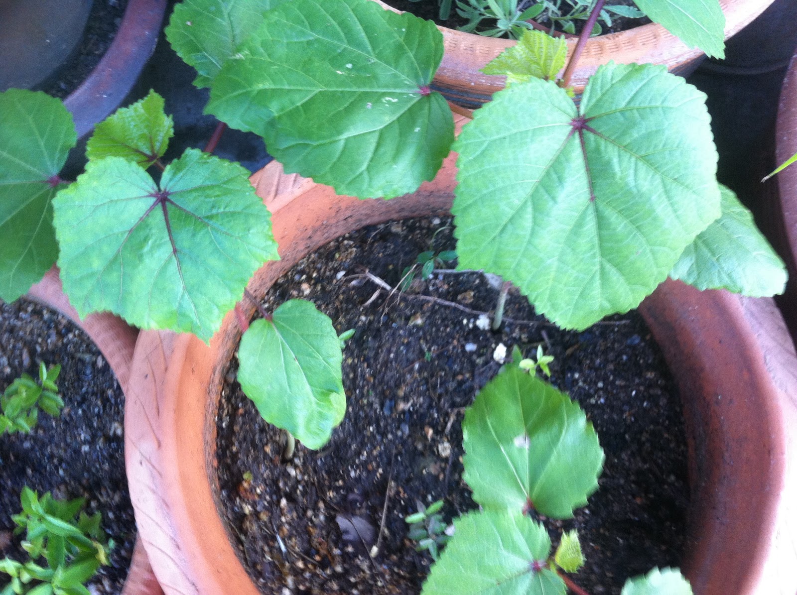 My Experimental Garden Okra