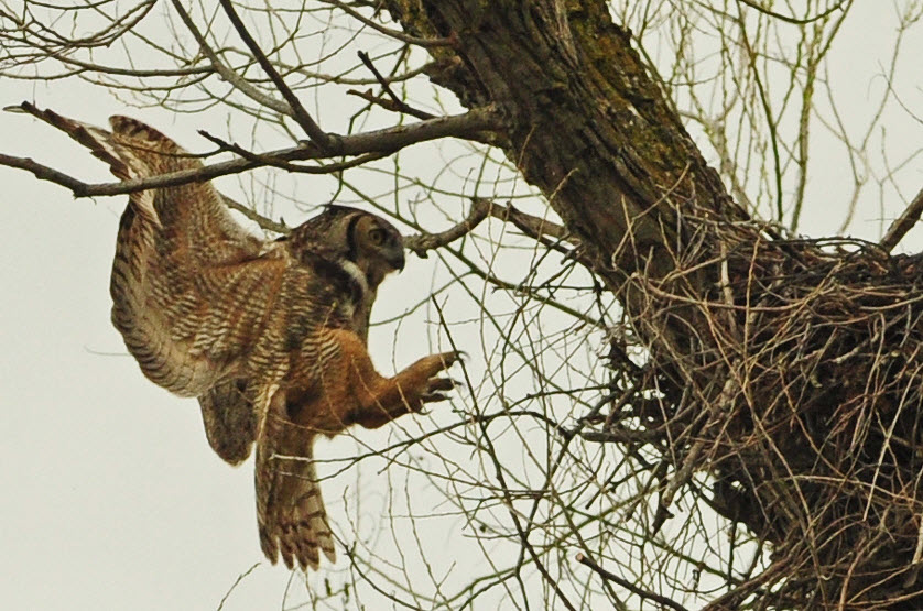 Great Horned Owl The Biggest Animals Kingdom