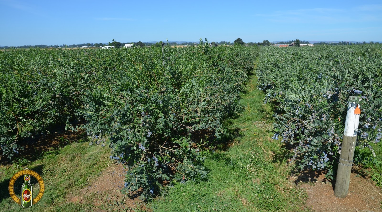 The Not So Professional Beer Blog Blueberry Harvest at Oregon Fruit