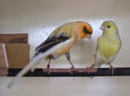 3 Cara Yang Mudah Menjodohkan Kenari Untuk Pemula Agar Berhasil