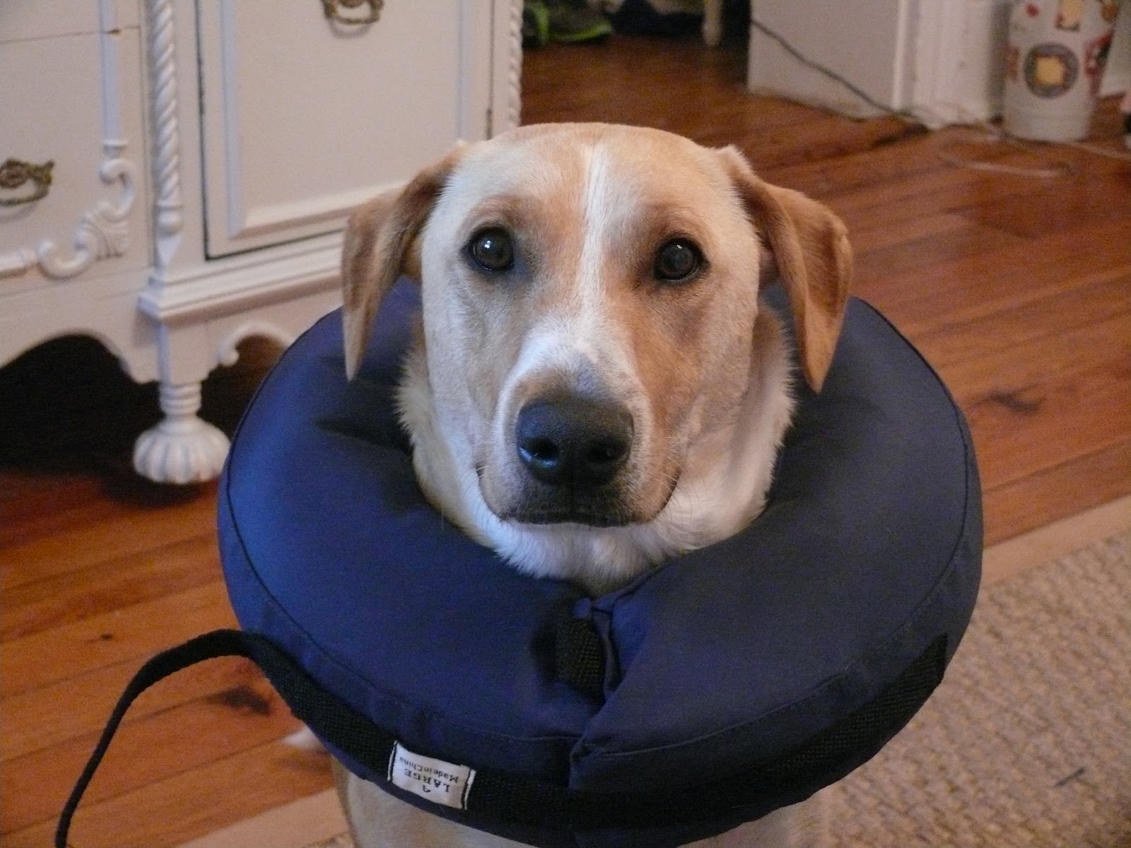 DOG CONEs TO THE RESCUE!