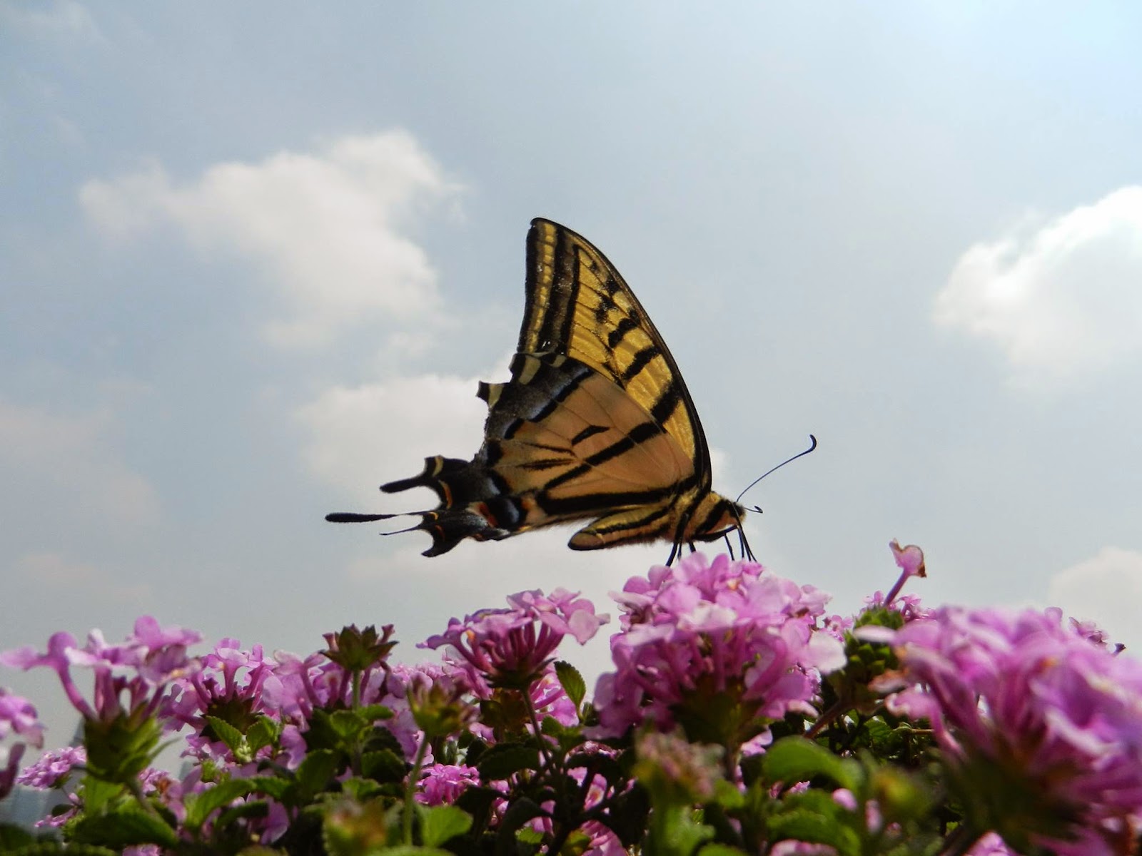 Esencia del Ser Mariposas Mensajeras con la Divinidad.