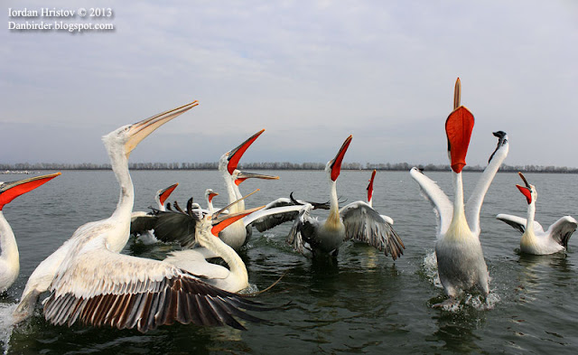 Dalmatian Pelican photography