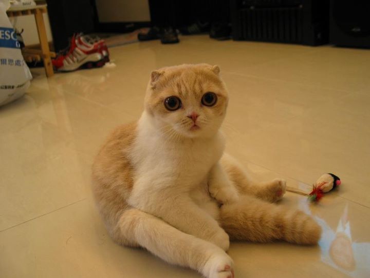 From Cats With Love 3 Cute Cats