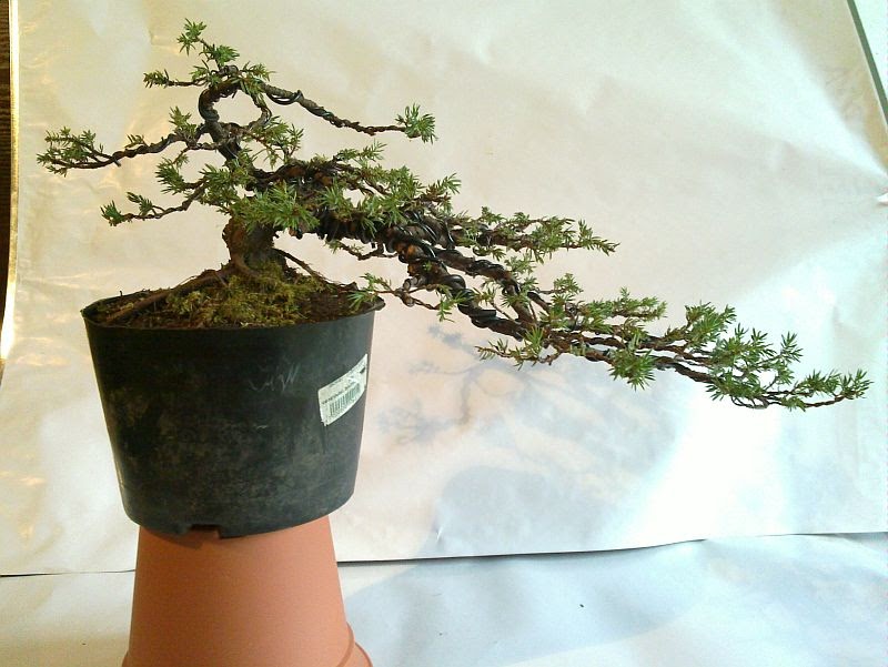 Bonsai moja droga... Jałowiec pospolity (Juniperus communis "green