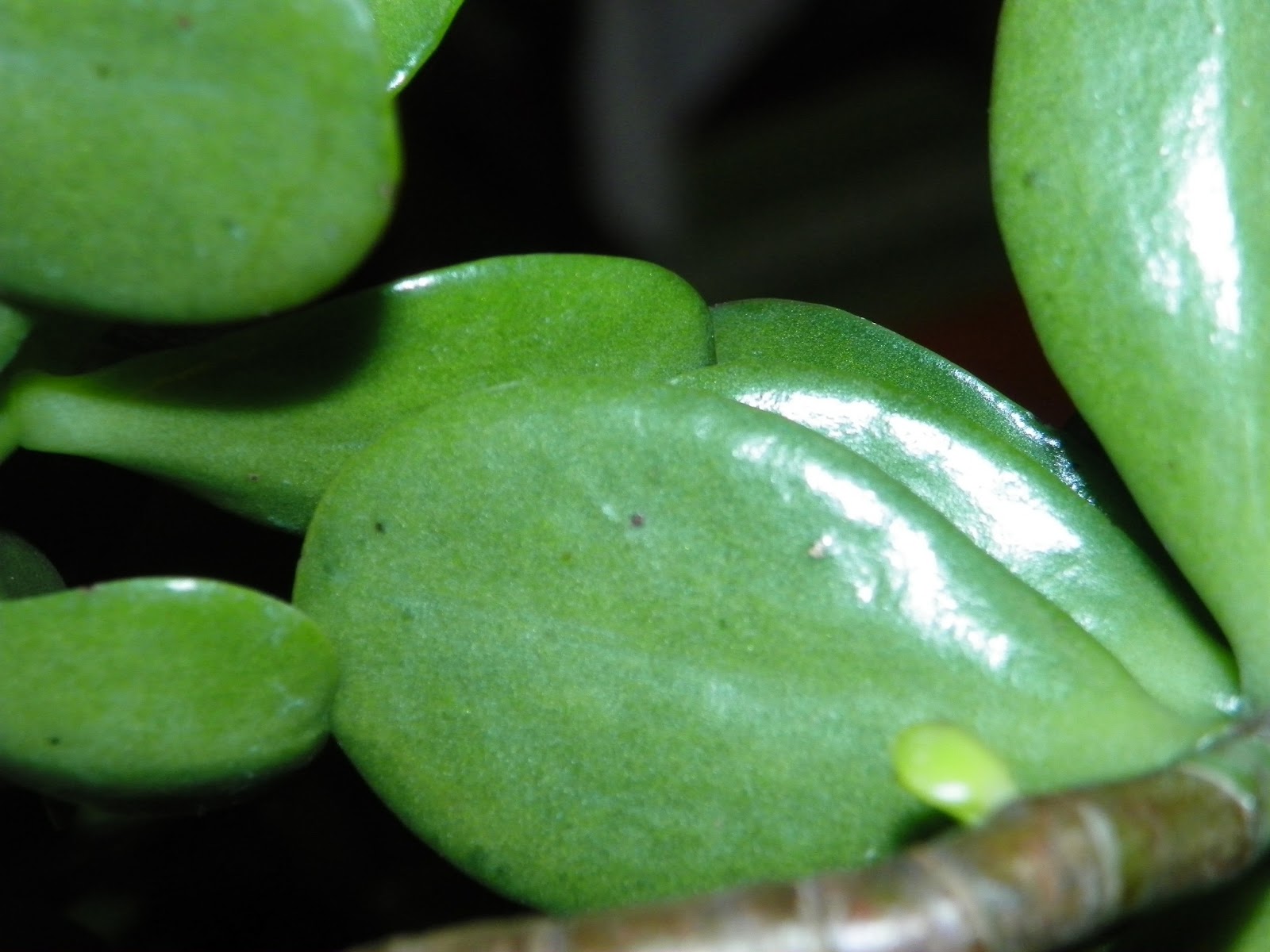 Houseplant SOS Cleaning, Debugging and Fungus