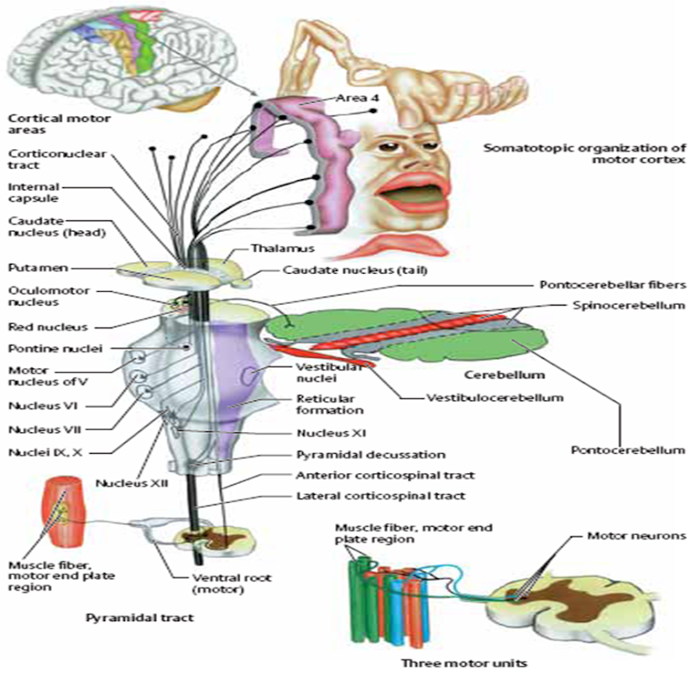 GAMBAR SYSTEM SARAF OTAK