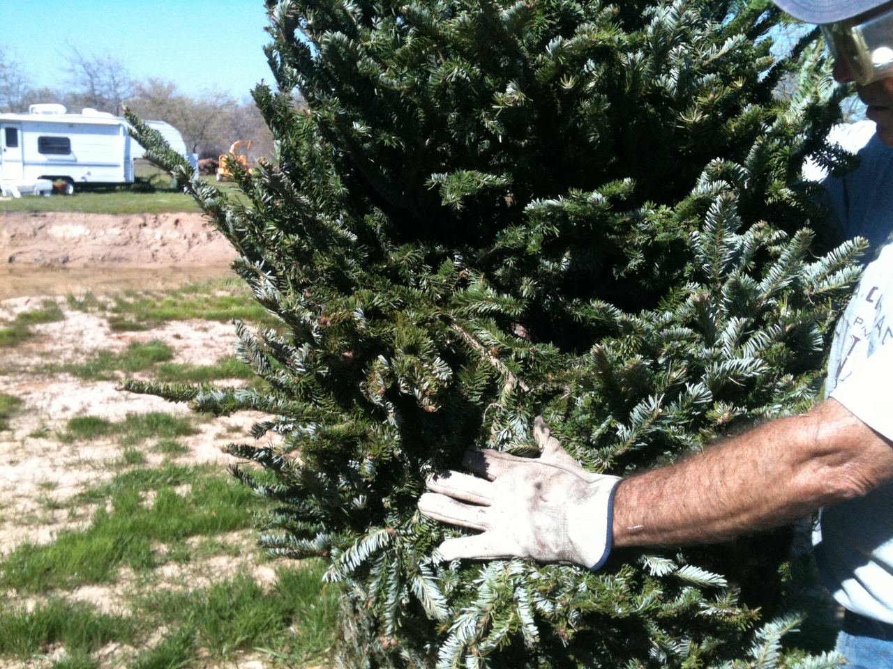 Millican's Heritage Christmas Tree Farm Gallery