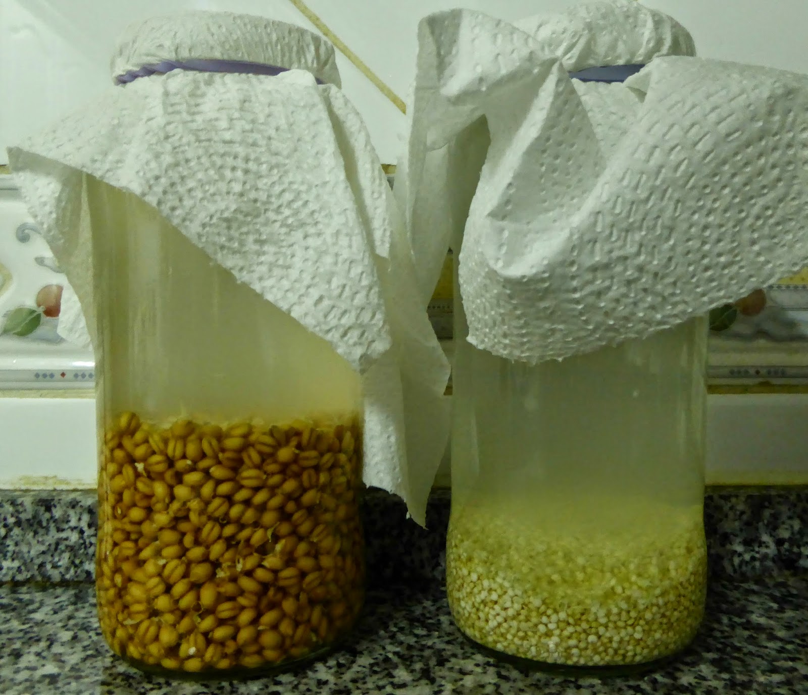 Rejuvelac pronto de trigo integral (à esquerda) e de quinoa (à direita)