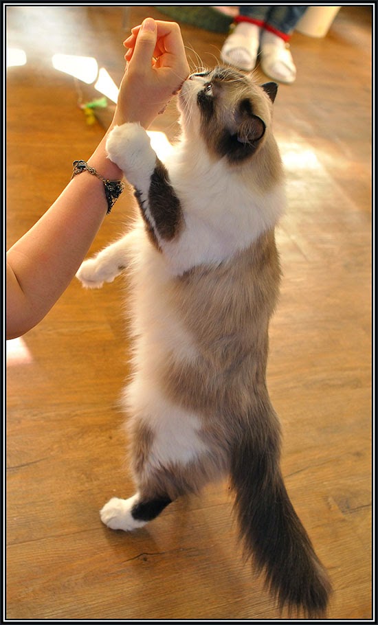 Cats from Seoul {South Korea} Traveling Cats Travel Pictures of Cats