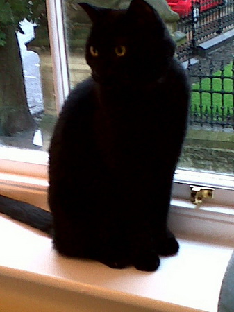 Snoopy cat