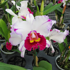 Rsc. Kuwale Gem M orchid flowers