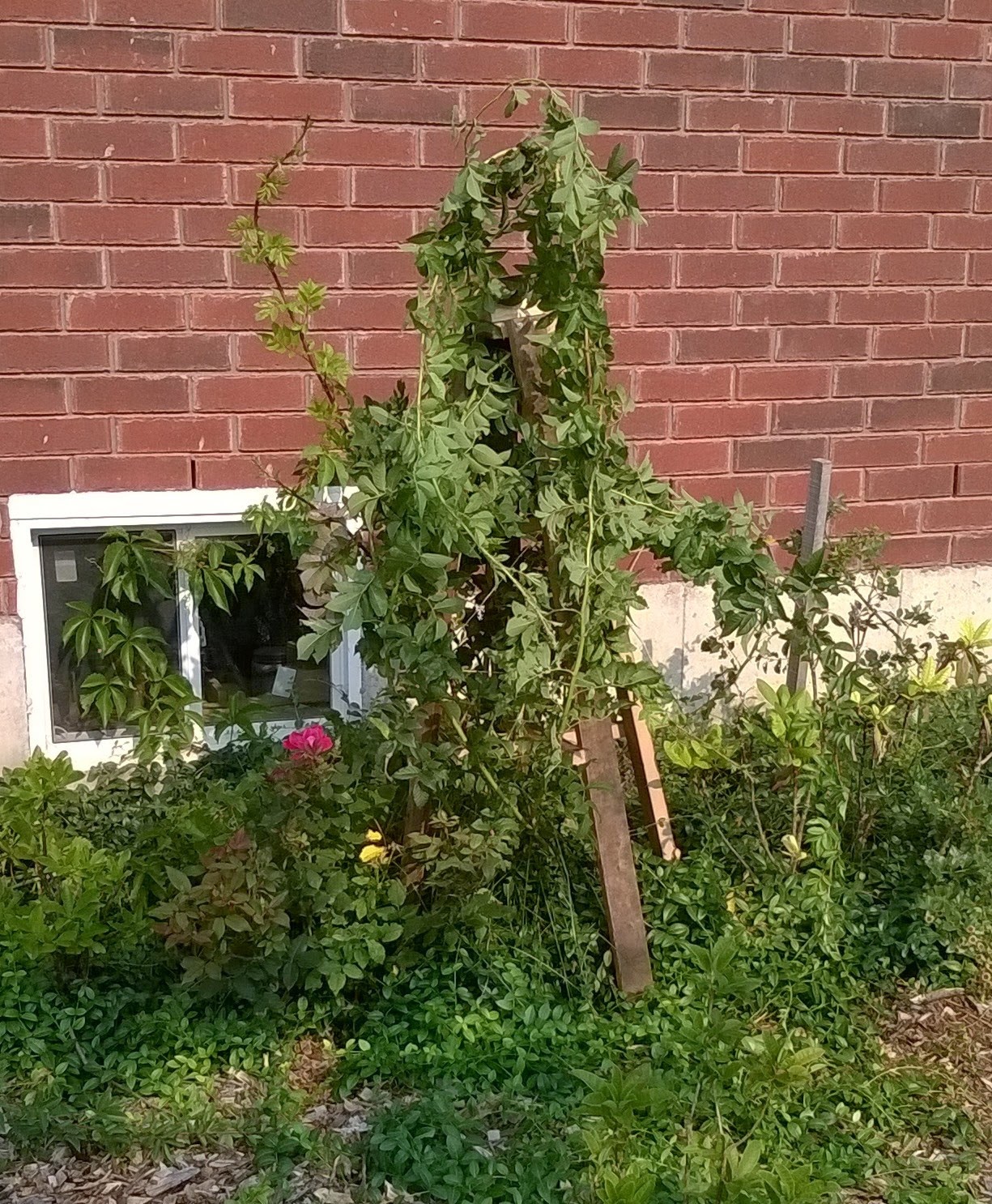 THE TOOL STORE BLOG Garden Project support for climbing rose