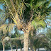 Funny Coconut tree Picture
