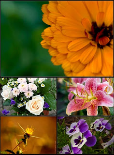 Цветы обои для рабочего стола Цветы обои для рабочего стола