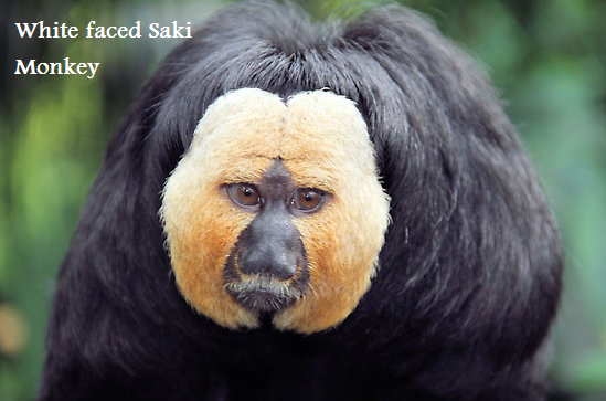 White faced Saki Monkey