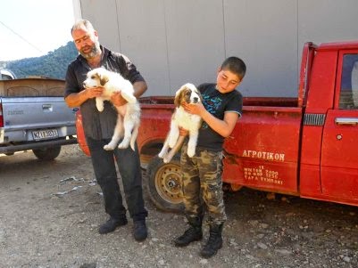 (ΕΛΛΑΔΑ) Ελληνικοί ποιμενικοί σκύλοι ενάντια στα δηλητηριασμένα δολώματα