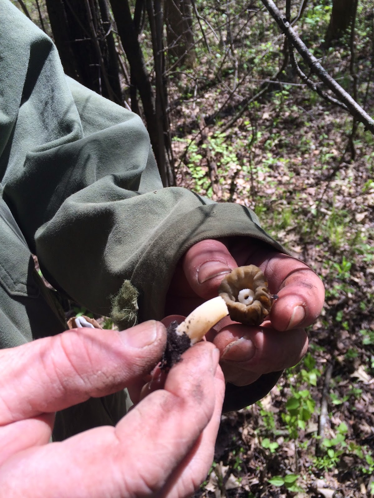 Becki Melvie Foraging 101 {How to Hunt for Morel Mushrooms}