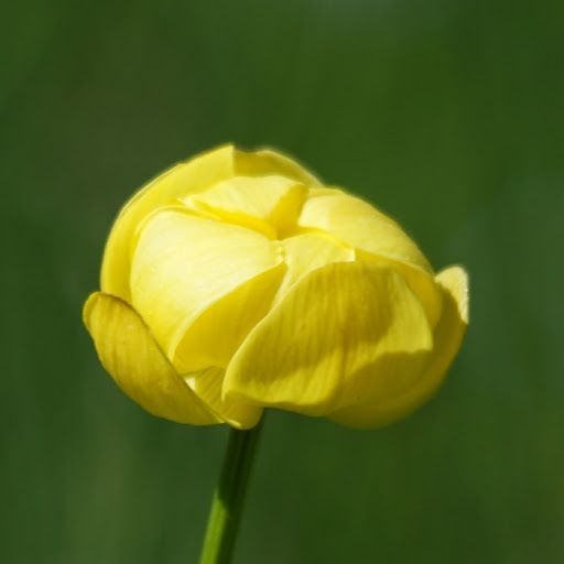 http://wild-flowers-of-europe.blogspot.nl/2014/10/trollius-europaeus.html