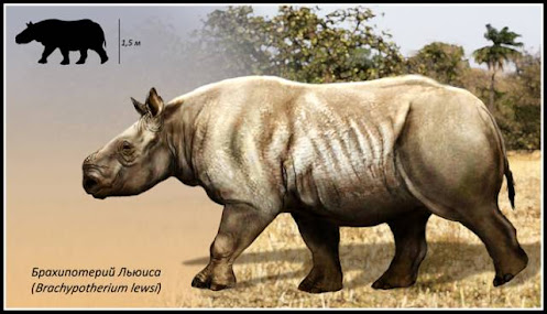 familia Rhinocerotidae genero fosil Brachypotherium
