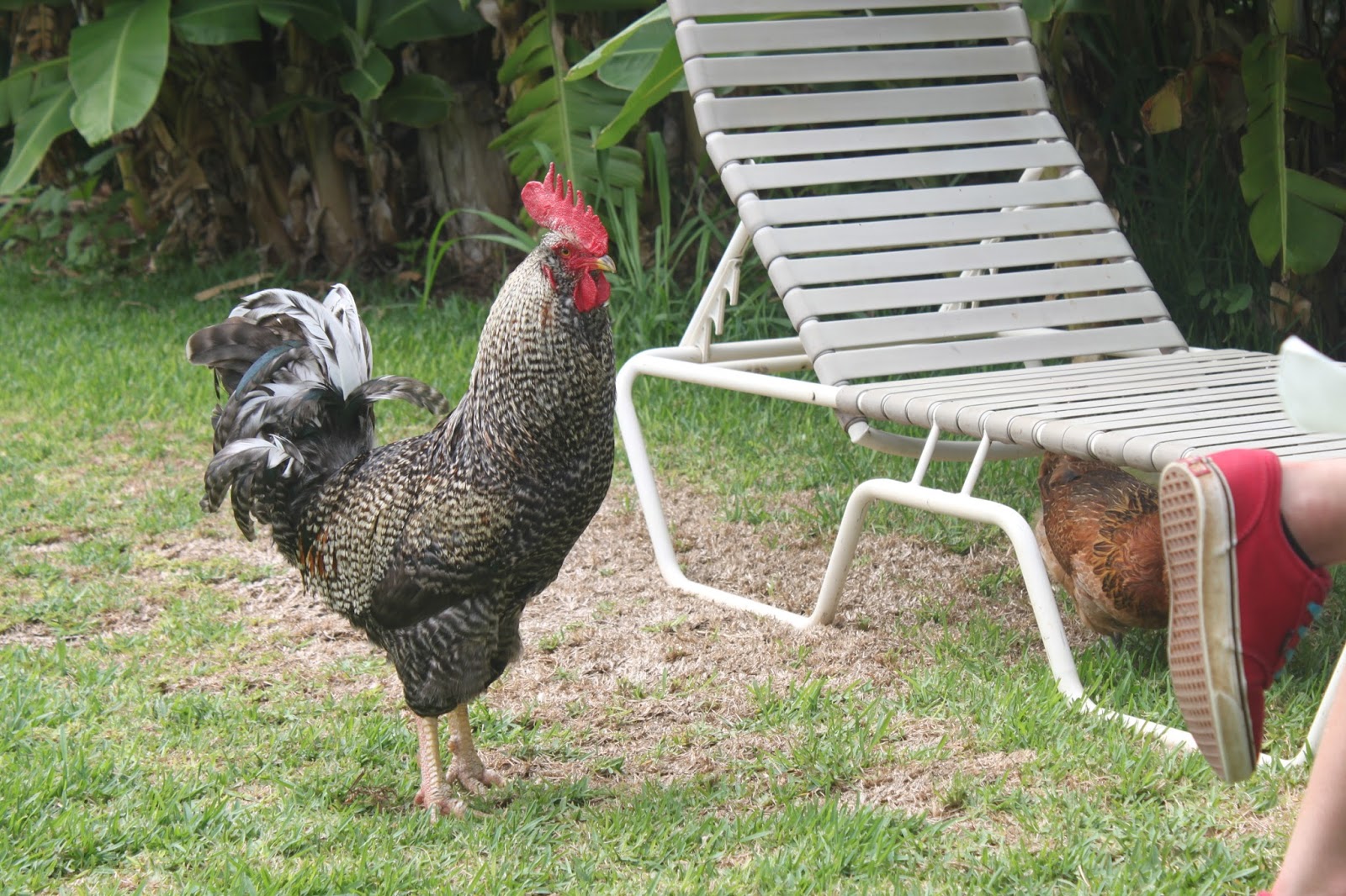 Celebrate Maui: The Maui Farm -- A place of hope