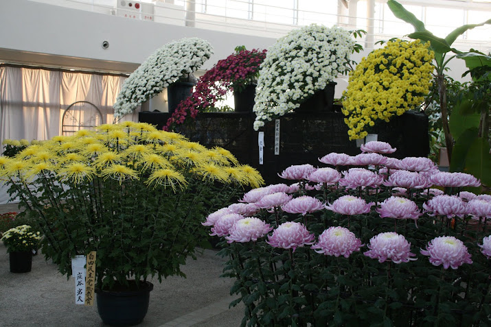 Liberty Democratic Party president Award : Chrysanthemum Exhibition at Toyama Fairy Tale Forest