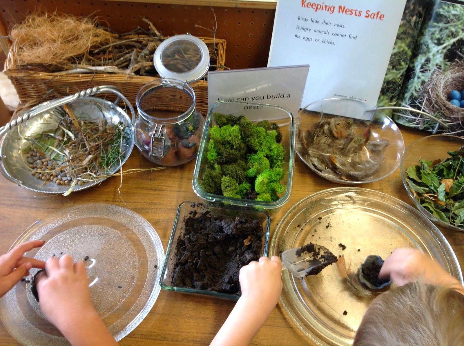 Wonders in Kindergarten How do birds make nests?