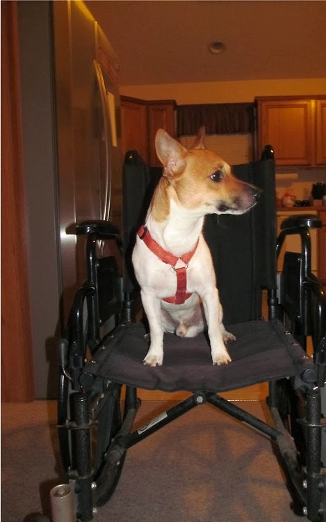 Medium sized dog sitting in a manual wheelchair