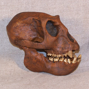 Rio Prabowo Manusia Purba Terbesar