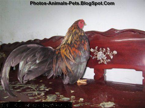 is chicken bad for dogs dangerous of animals pet chicken is chicken bad for dogs dangerous of animals pet chicken