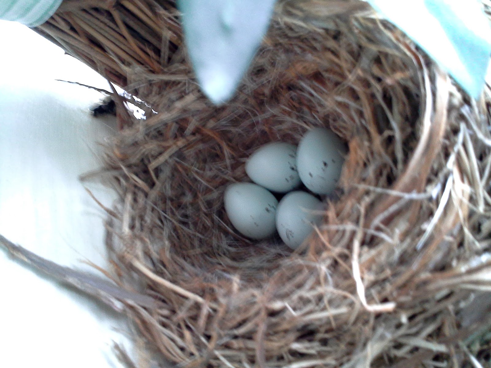 World Bird Sanctuary: House Finch Nest In Our Front Doorway Wreath