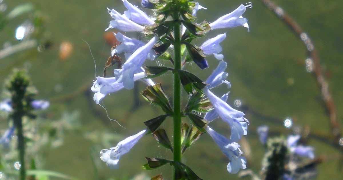 White Rock Lake, Dallas, Texas Wildflowers Start Blooming at White