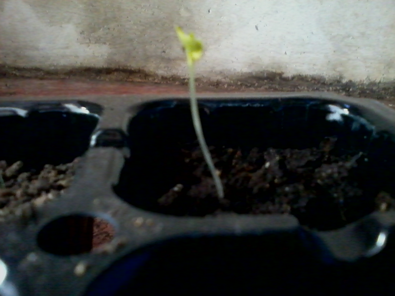 I Find Peace in The Rain Pengaruh Intensitas Cahaya