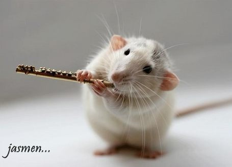 Funny Mouse New Photos 2011 | Funny And Cute Animals