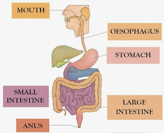 SCIENCE BLOG. YEAR 4: THE DIGESTIVE SYSTEM