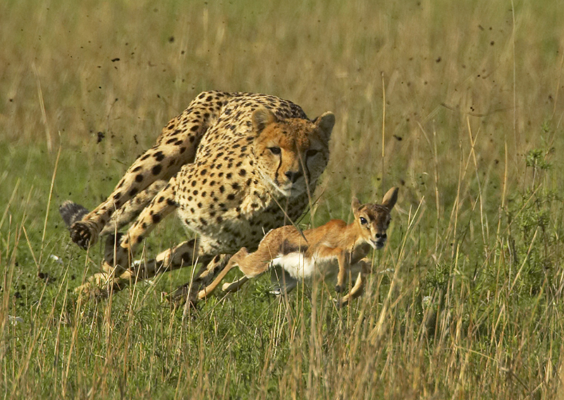 this world we live in: Top 10 fastest animals