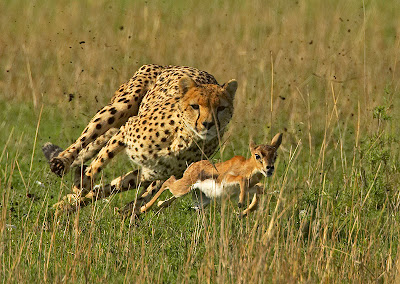 do cheetahs have any predators do cheetahs have any predators