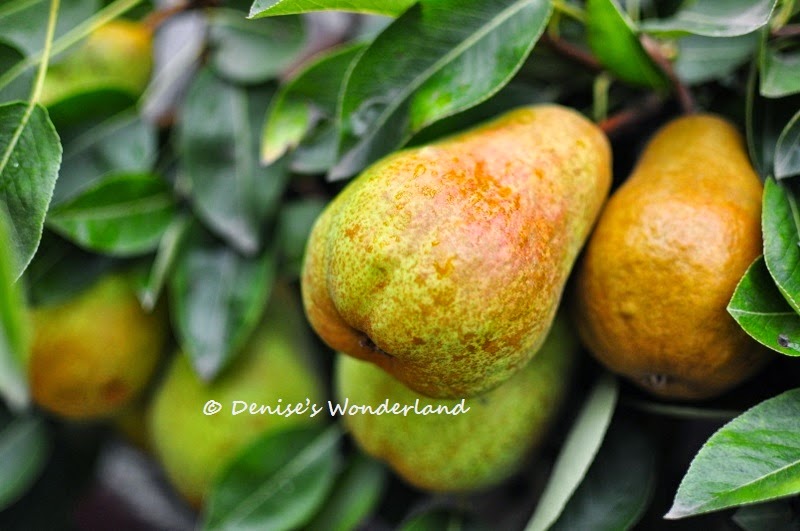 Fruits on Trees in the Netherlands Denise's Wonderland