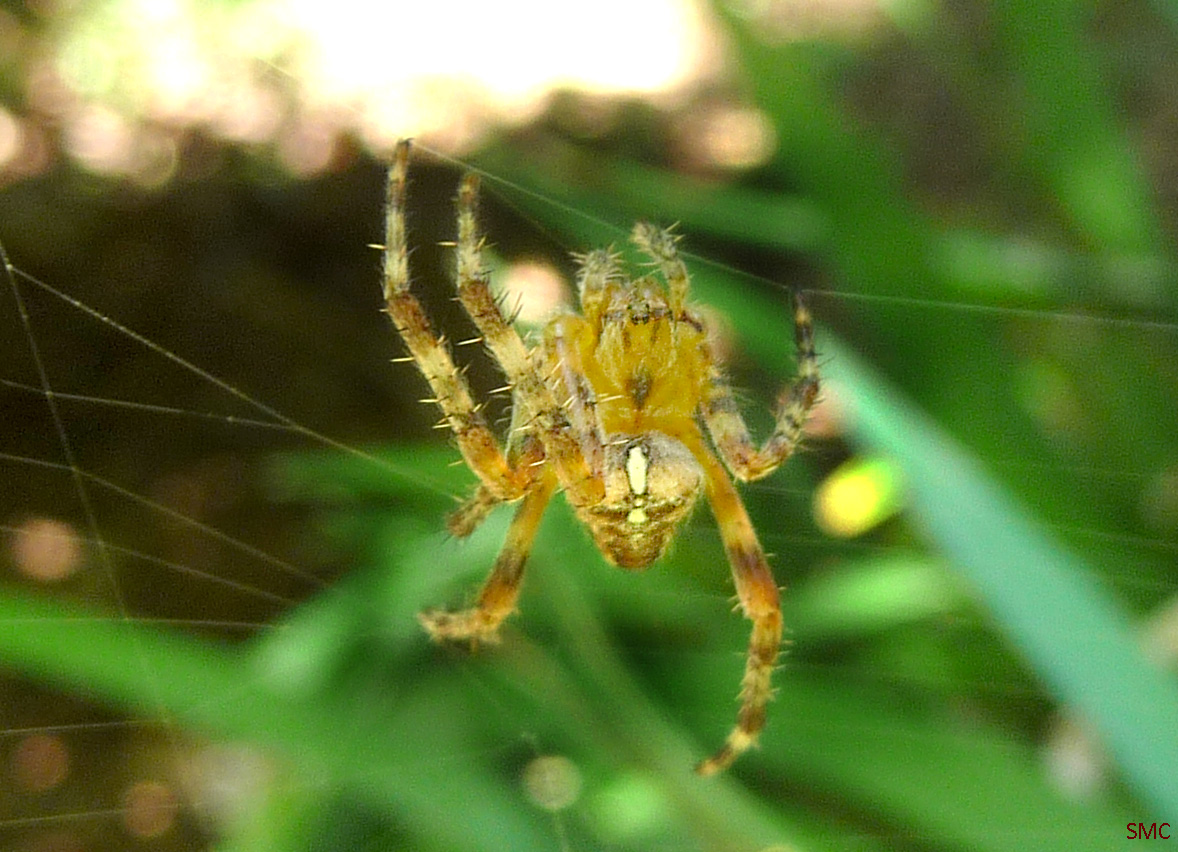 Spiders and me Spiders in Seattle a walk through the Washington Park