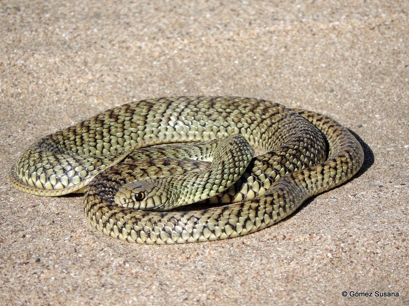 Culebra del Pastizal.