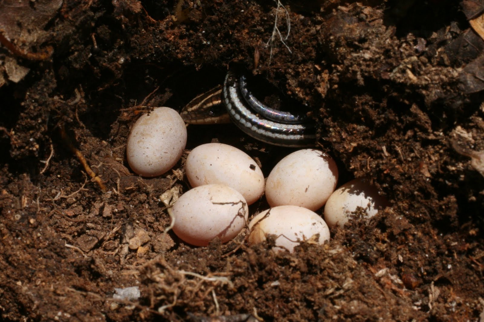 The Good, the Bad, & the Outdoors Creature Feature Fivelined Skink
